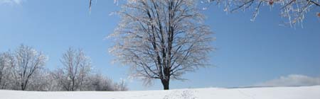 Balch Hill maple in ice